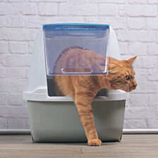 cat climbing out of litter box